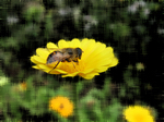 Пчела на одуванчике